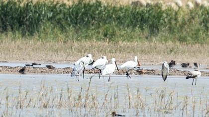 Eurasian Spoonbill