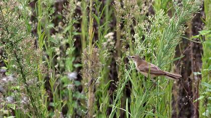 Great Reed Warbler