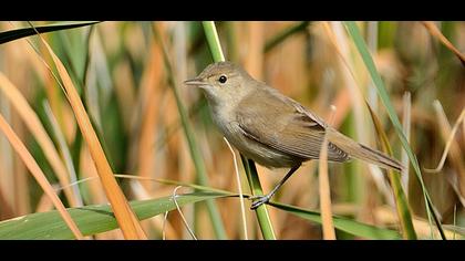 Eurasian Reed Warbler