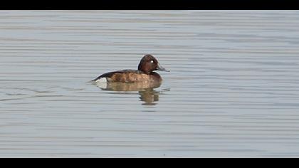 Ferruginous Duck