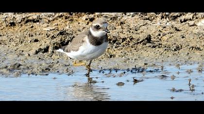 Common Ringed Plover
