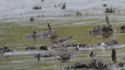 Temminck`s Stint