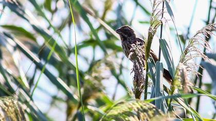 Common Reed Bunting