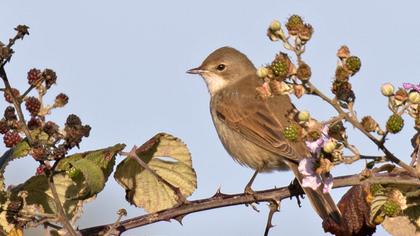 Common Whitethroat