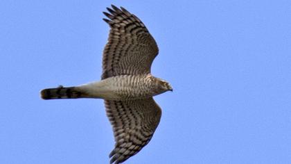 Eurasian Sparrowhawk