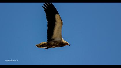 Egyptian Vulture