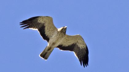 Booted Eagle
