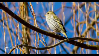 Eurasian Siskin