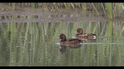 Ferruginous Duck