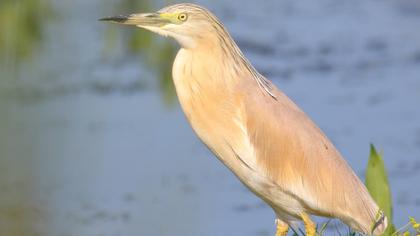 Squacco Heron