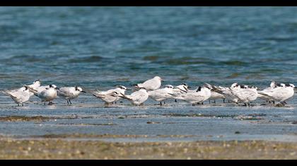 Sandwich Tern