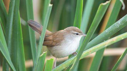 Kamışbülbülü