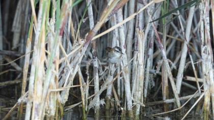Bıyıklı kamışçın