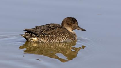 Eurasian Teal