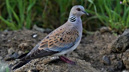 European Turtle Dove