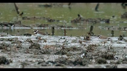 Temminck`s Stint