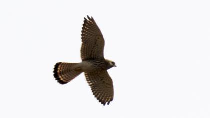 Common Kestrel