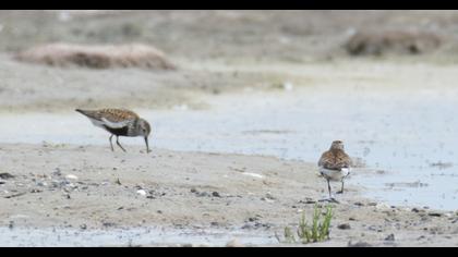Dunlin