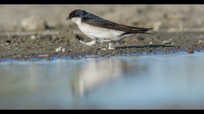 Common House Martin