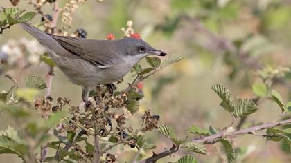 Lesser Whitethroat