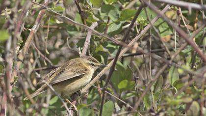 Sedge Warbler