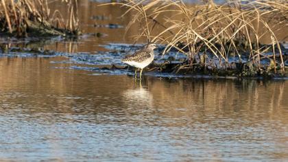Wood Sandpiper
