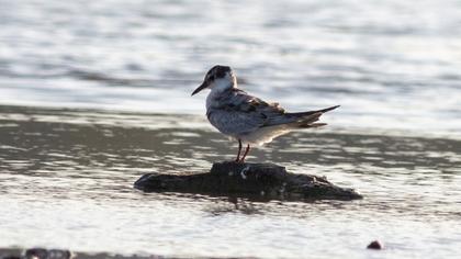 White-winged Tern