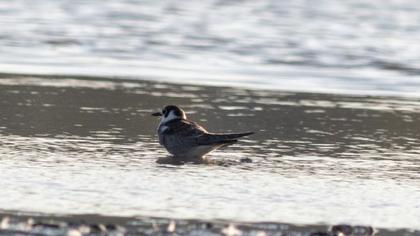 Whiskered Tern