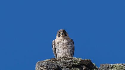 Peregrine Falcon