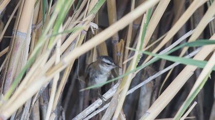 Moustached Warbler