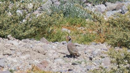 Chukar Partridge