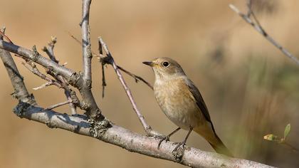 Common Redstart