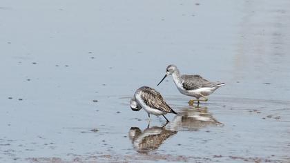Marsh Sandpiper