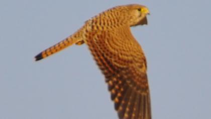 Common Kestrel
