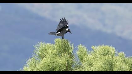 Hooded Crow