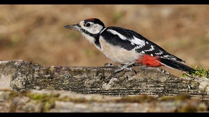 Great Spotted Woodpecker