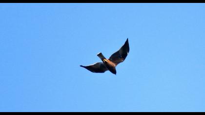 Greater Spotted Eagle