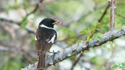 European Stonechat