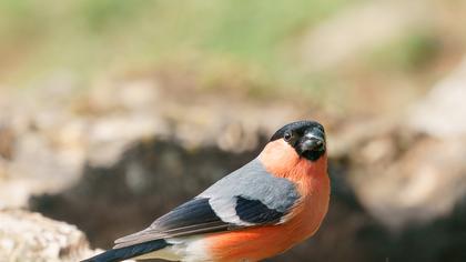 Eurasian Bullfinch