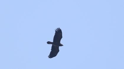 Lesser Spotted Eagle
