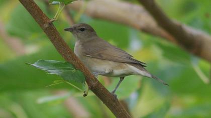 Garden Warbler