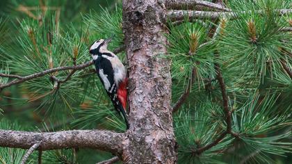Great Spotted Woodpecker