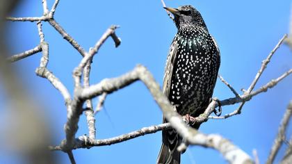 Common Starling
