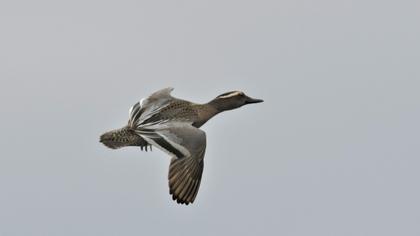 Garganey