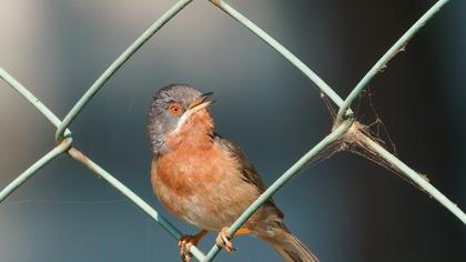 Subalpine Warbler