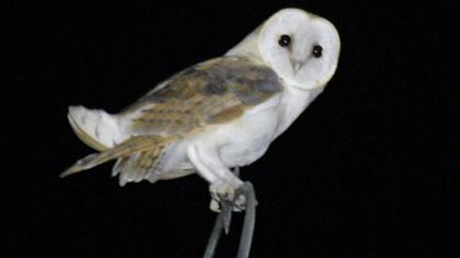 Western Barn Owl