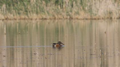 Northern Shoveler