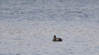 Gadwall