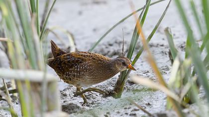 Spotted Crake