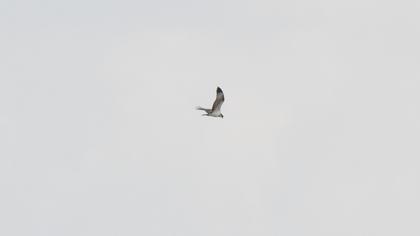 Western Osprey